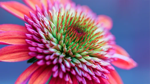 Close-up of an open flower with purple, green and red colors.