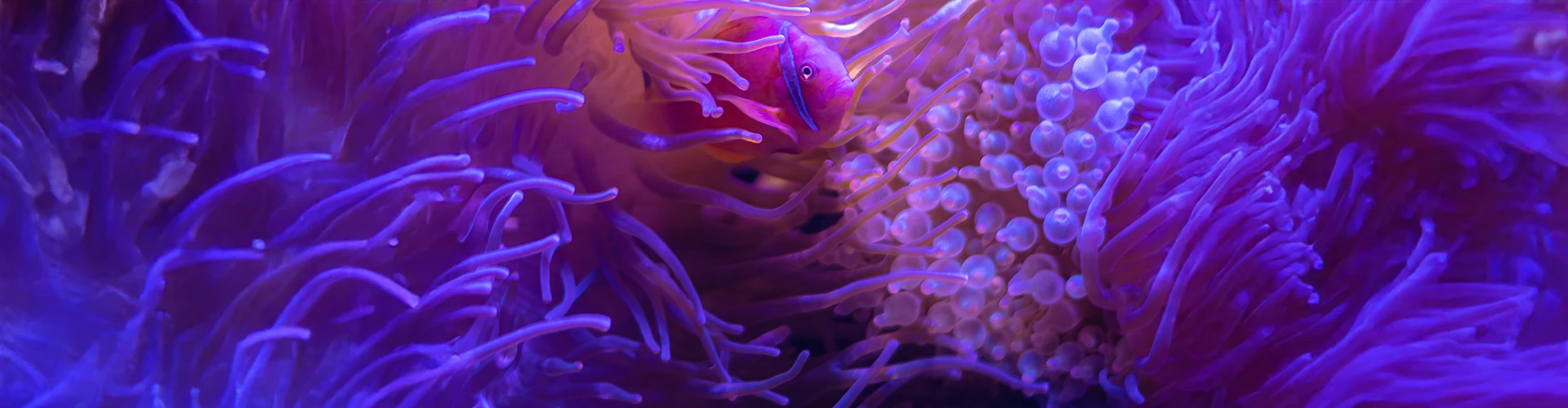 Blue and purple sea anemone with a fish inside.