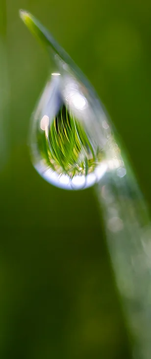 Ingrandimento di una goccia d'acqua su un filo d'erba