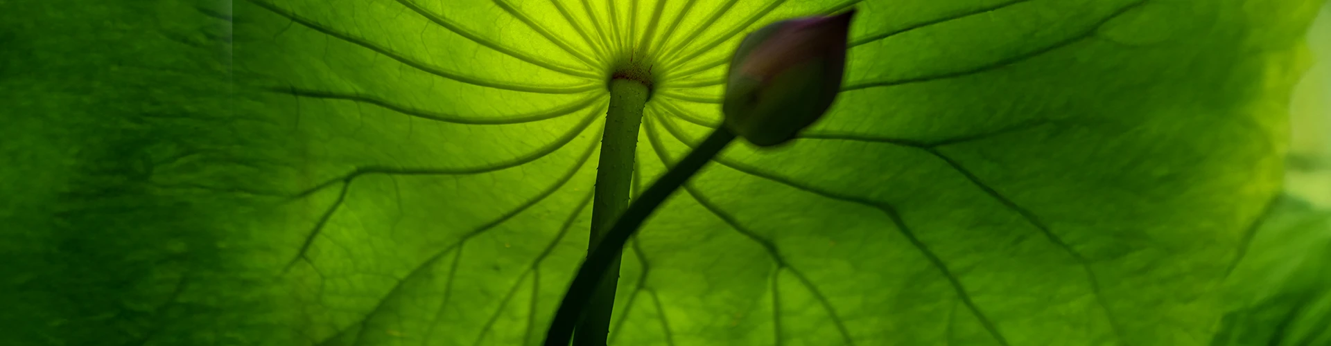 Foglia verde vista da sotto con gambo e altra foglia piccola
