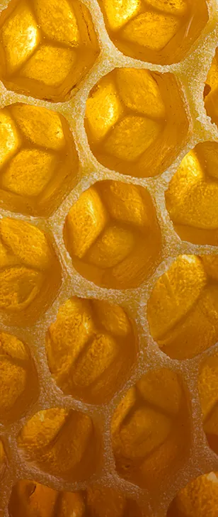 Primo piano di un favo