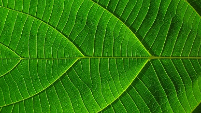 Quattro foglie verdi appoggiate ciascuna sulla prima parte della successiva.