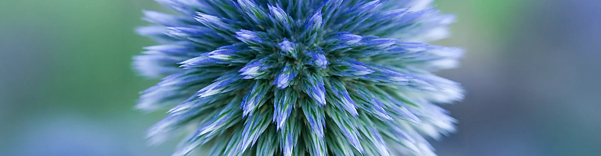 Primo piano su un fiore viola sfumato visto dall'alto.