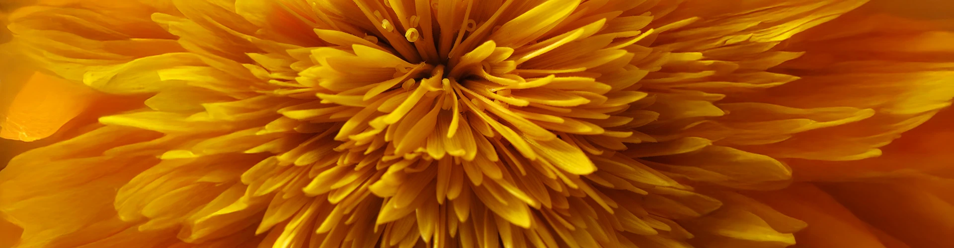 Primo piano di un fiore visto da sopra nei toni giallo ocra. 