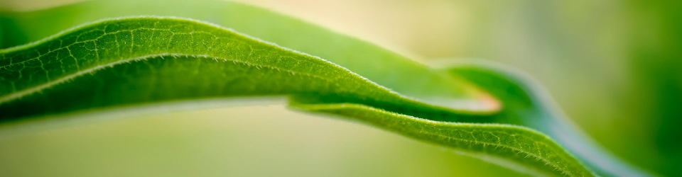 Due foglie verdi su uno sfondo naturale sfocato
